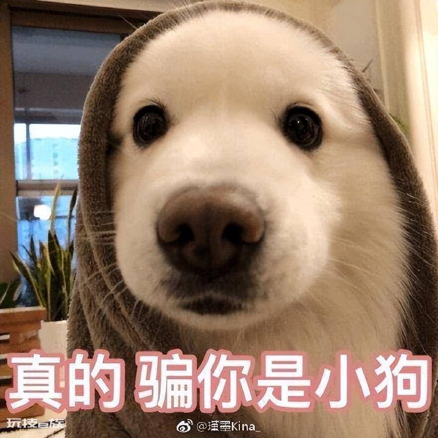 狗狗丢了怎么找最有效(狗狗丢了这几步没准能快速找回它)-图片1